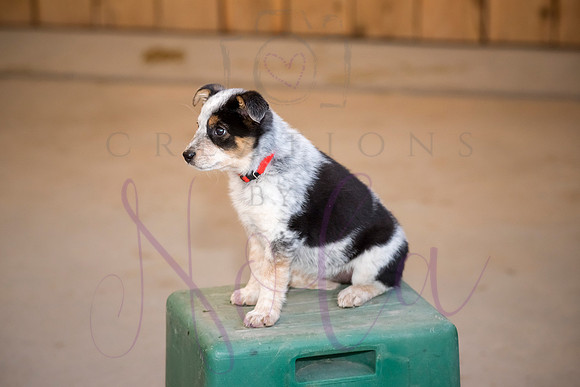 Amy James Poppy 0025