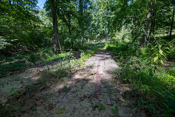 Betsy Bruce Lane 0305