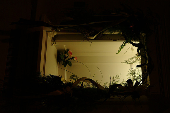 flowers52