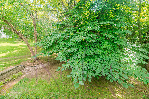 Betsy 3600 Berkshire 0148