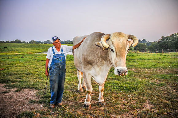 Dad and steers 098