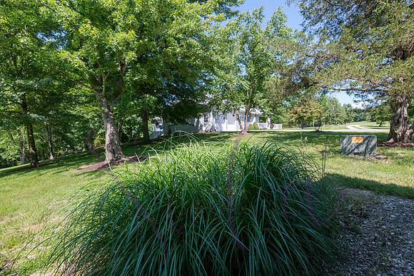 Betsy Shady Hills 2025 0079