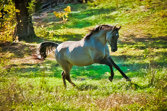 Maggie running fall 2012-6