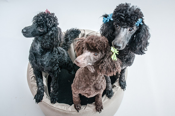 Dogs pro pictures-42