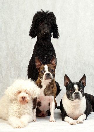 All dogs 4