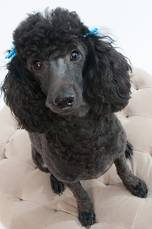 Dogs pro pictures-21