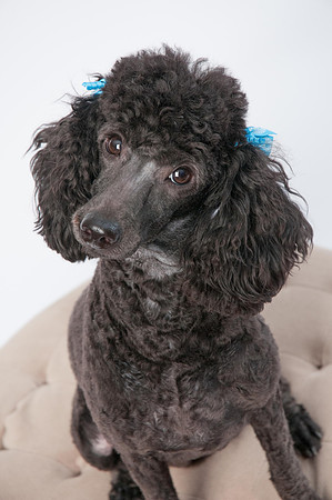 Dogs pro pictures-20
