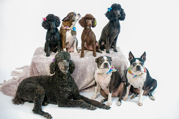 Dogs pro pictures-73-Edit
