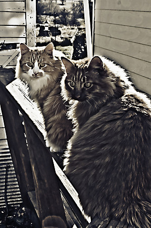 cats2