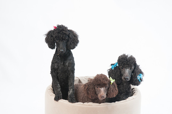 Dogs pro pictures-29
