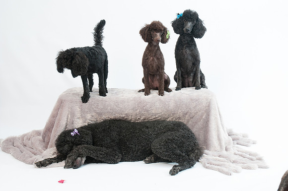 Dogs pro pictures-71