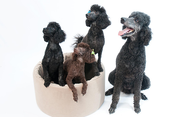 Dogs pro pictures-52