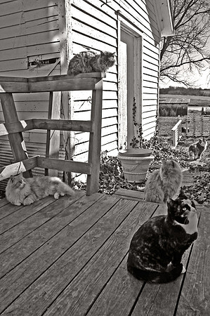 cats