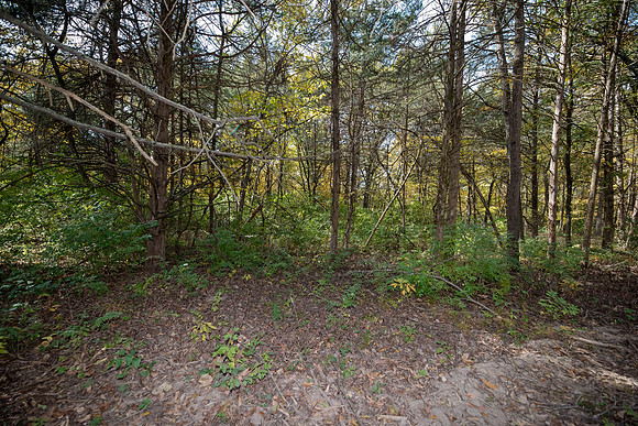 Betsy Locust Grove 0091