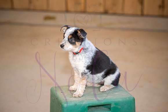 Amy James Poppy 0024