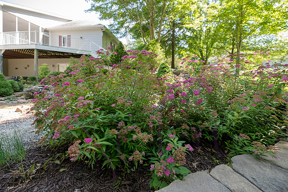 Betsy Shady Hills 2025 0016