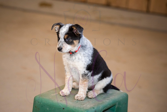 Amy James Poppy 0031