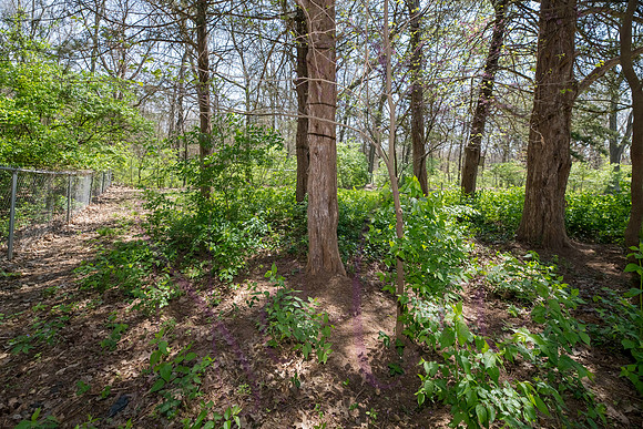 Betsy Old Village Drive 0103