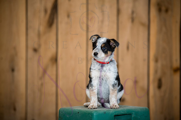 Amy James Poppy 0015