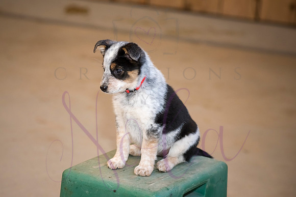 Amy James Poppy 0030