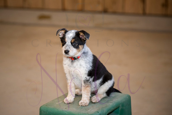 Amy James Poppy 0032